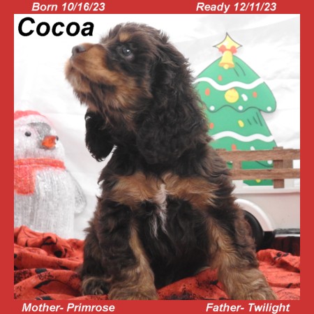 puppy, for, sale, Cocker Spaniel, Joe & Cherri  Overlease, dog, breeder, Miller, MO, dog-breeder, puppy-for-sale, forsale, nearby, find, puppyfind, locator, puppylocator, aca